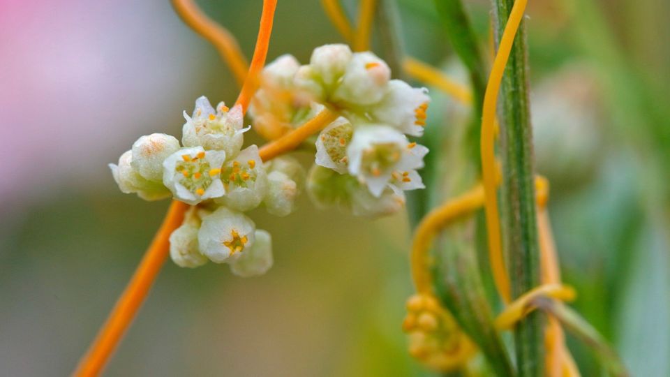 ���� ������-����� ������ �� ������ ����: ������� ����, ����� ������ ���� ���