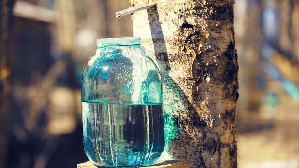 Березового сока хватит даже на соседей: вот как правильно его собирать