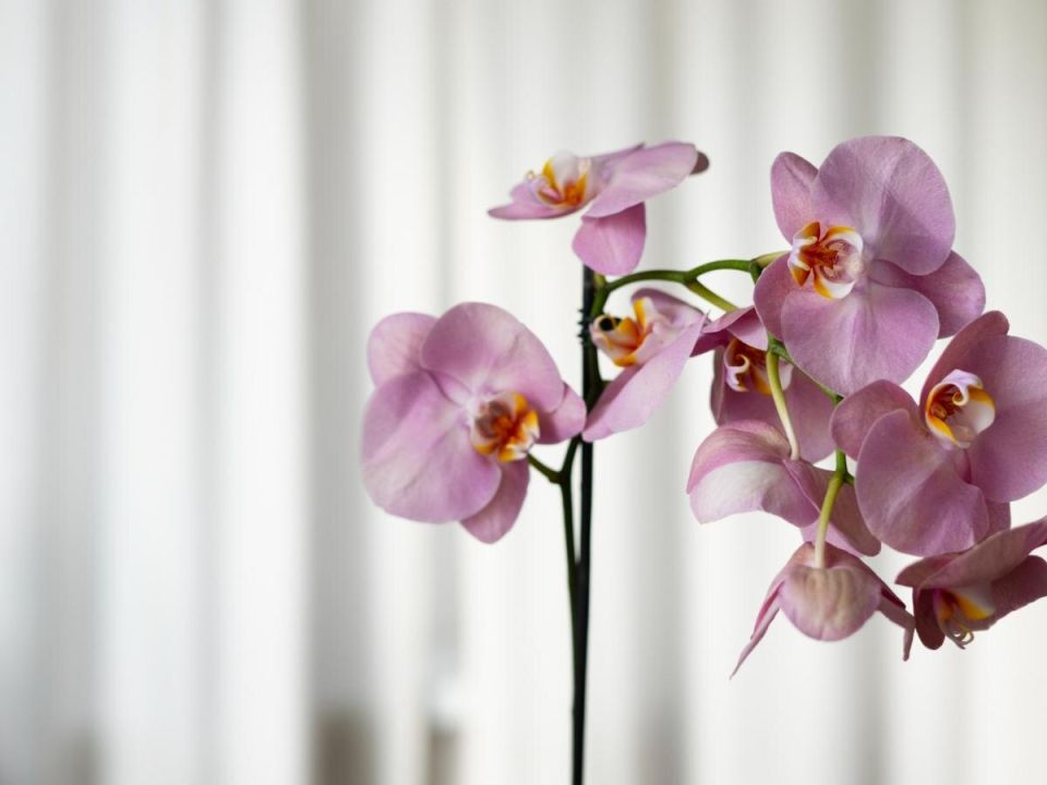 ������ ������� ��� �������: ������ ������� ��������