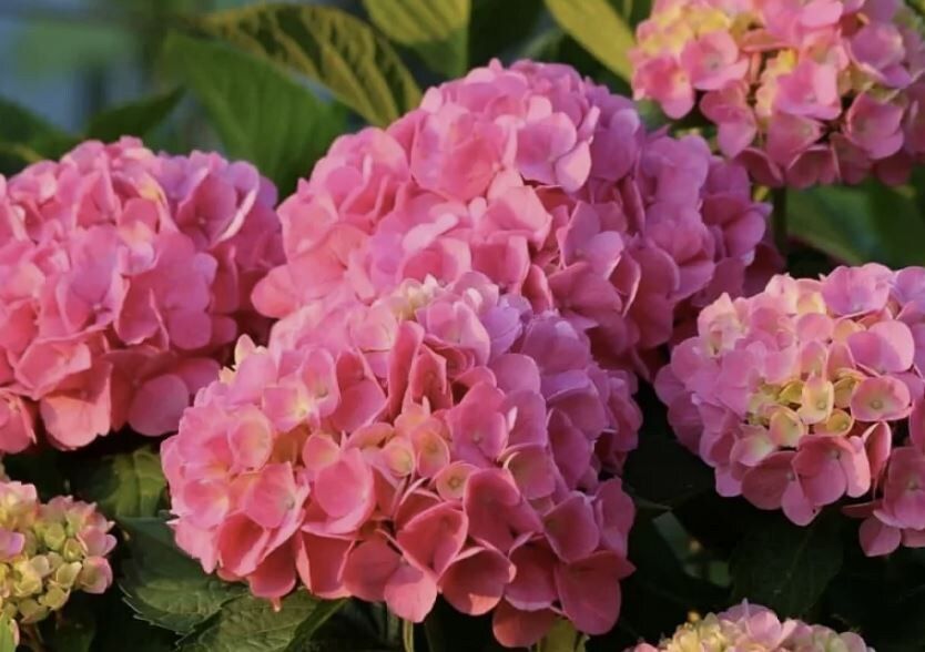 ��� ������� ���������� ��������� ��������� � ����: ������� � ������