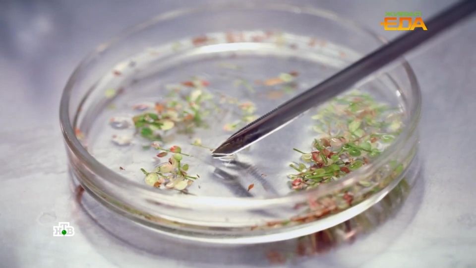 ���: ������ � ���, ���������� � �����, ������� ����� ��������