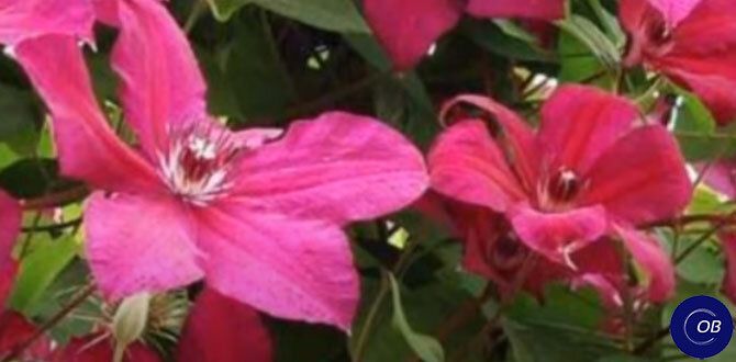 ��������� ��� ��������� �������: �������� ������ ����� ��� ������ ����