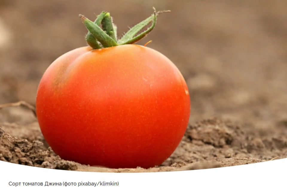 ����� �����: ��������� ���� � ��������������� �������