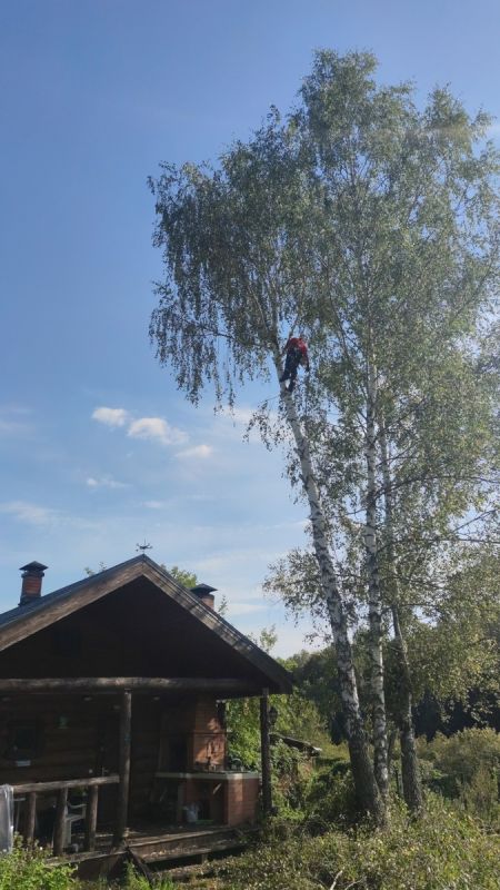 Наказание за вырубку деревьев на собственном участке: чего не стоит недооценивать