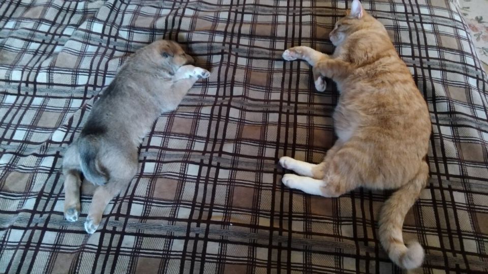 Новые правила для домашних животных: закон или просто слова?