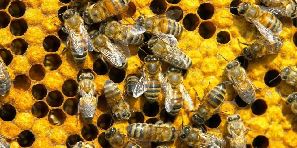 Как защитить свою пасеку: хитрости борьбы с вредителями