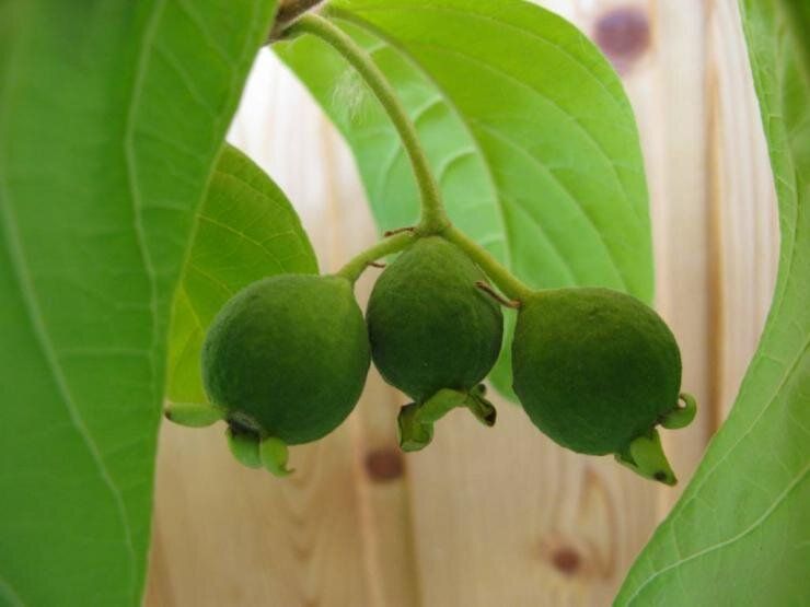 �������: ��� ����������� ������ �� �����������