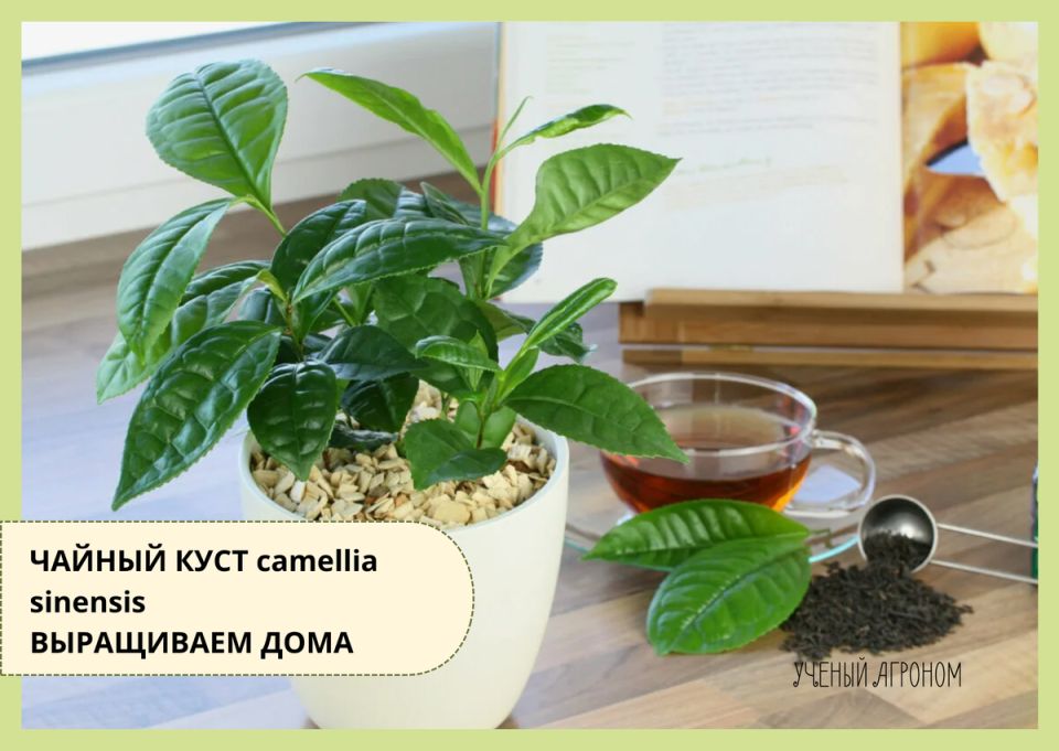 ��� ��������� ������ �������� � �������� ��������: ������� ����� �� Camellia sinensis