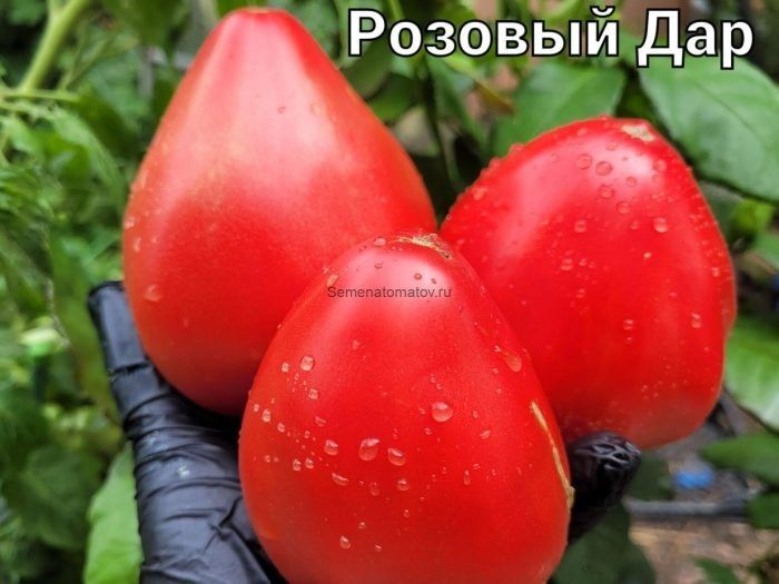 ����� �������� ���: ������� ������ � ������������ ���� ��� ��������