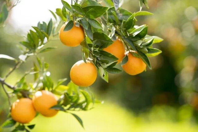 ��� �������� ����� �������� ���� ������������ � ����������