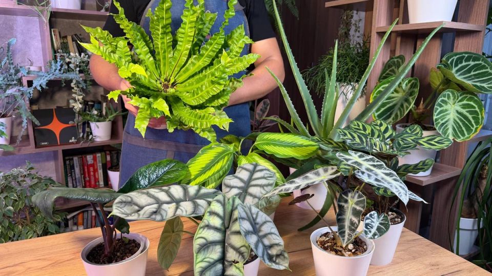 ��������� ��������, ������� ������� ����������� ��������