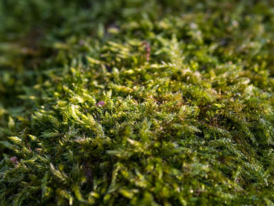 ���: ��� �������� ������� � ����