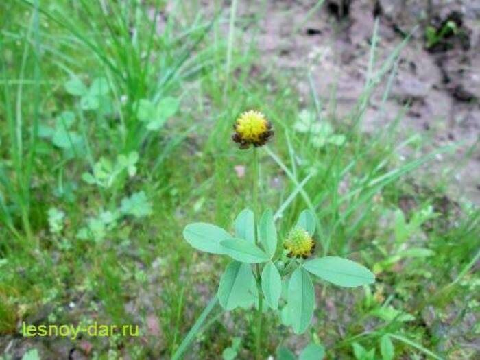 ������ ����������