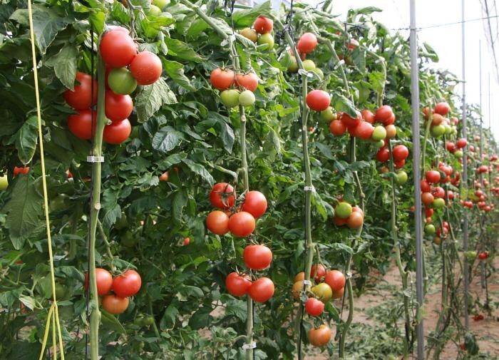 ��� ��������� �� ���������� � �������: ������ ��� ��������� ������