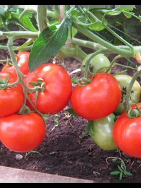 ����������� ����� � ������� ����������: ������ ����� ����������� ����� �����