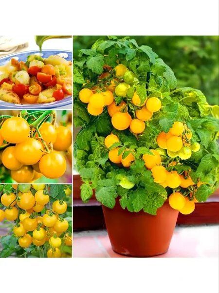 ����� �������� ����: ����� ������� ��� ������ �������