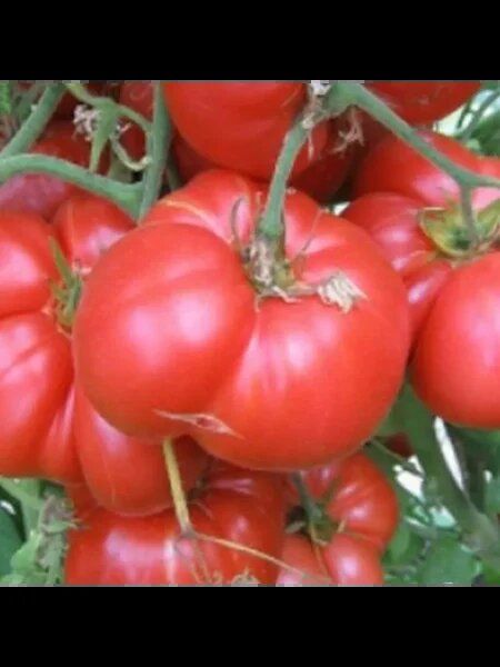 Томат Лопатинские: крупные плоды с высокими урожаями для успеха в вашем саду