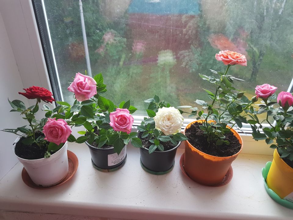 ��������� ���� � ������: ����� ��� �������� � ����� �������� �����