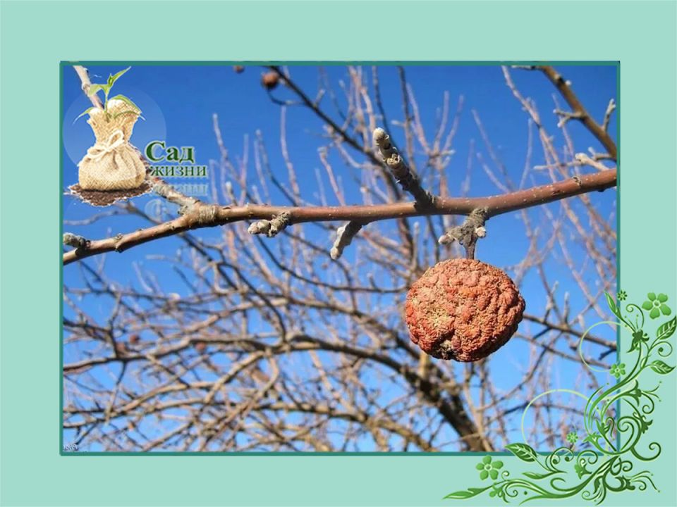 Осенняя профилактика сада: спокойный обзор защиты от вредителей и болезней