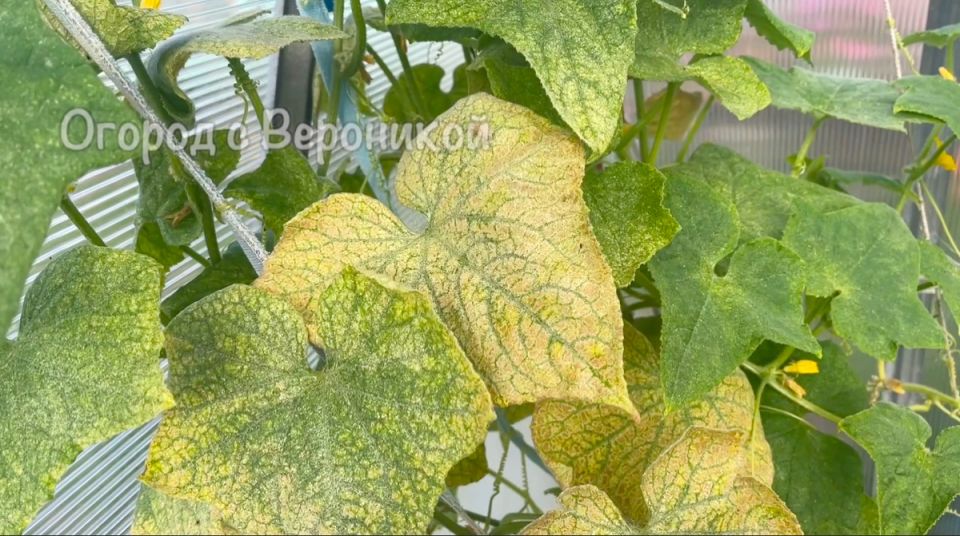 Пожелтевшие огурцы снова позеленеют: как спасти растение и получить урожай в августе