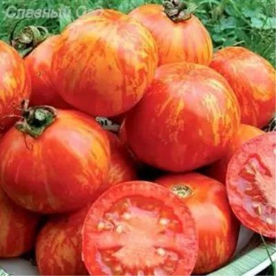 Томат Оранжевая зебра: яркие полосатые плоды с насыщенным вкусом
