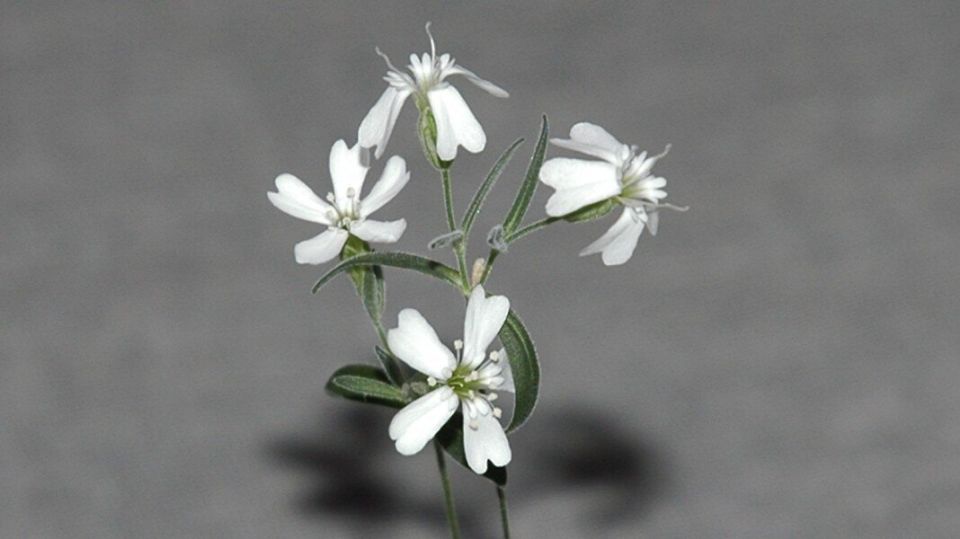   Silene stenophylla