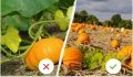     harvest:   
