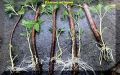 Февраль: идеальный месяц для укоренения винограда