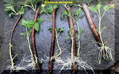 Февраль: идеальный месяц для укоренения винограда