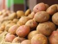 Рынок картофеля в 2025 году: новые вызовы и ожидания
