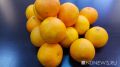 Заражённые мандарины из Ирана: как Урфо борется с плодовой мухой