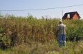 Сосед забросил участок: как справиться с сорняками на своём огороде