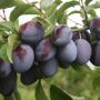 Как сохранить урожай сливы: советы для дачников