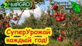 Как осень может обеспечить рекордный урожай в следующем сезоне: советы садоводов