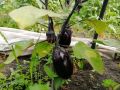 Баклажаны для Сибири: как выбрать лучшие сорта для открытого грунта