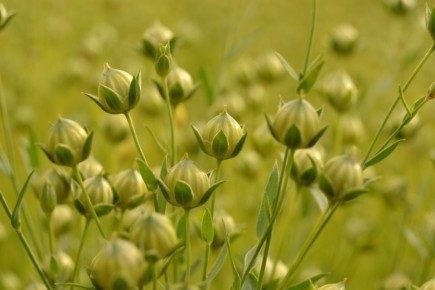 Семена льна: секреты здоровья и внимание к противопоказаниям