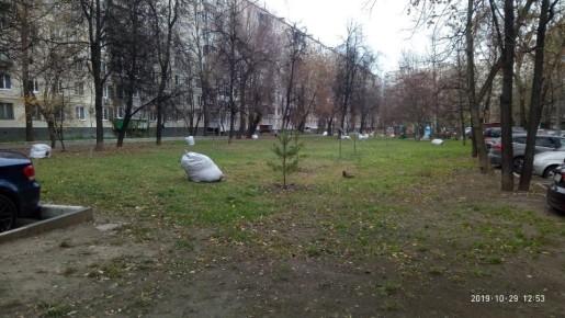 Опавшая листва: зачем и куда она уходит из городских улиц?