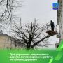 В Костроме на постоянной основе специалистами МКУ «Чистый город» с привлечением подрядных организаций организована работа по санитарному содержанию зеленых насаждений