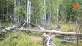 Лесной репортаж сняли специалисты Кологривского заповедника