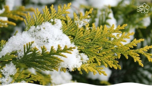 Как подготовить хвойники к зиме: секреты ухода за вечнозелеными растениями