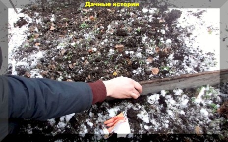 Подзимний посев овощей: секреты успешного начала в огороде