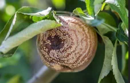 Как защитить яблони от монилиоза: опасный гриб и его последствия