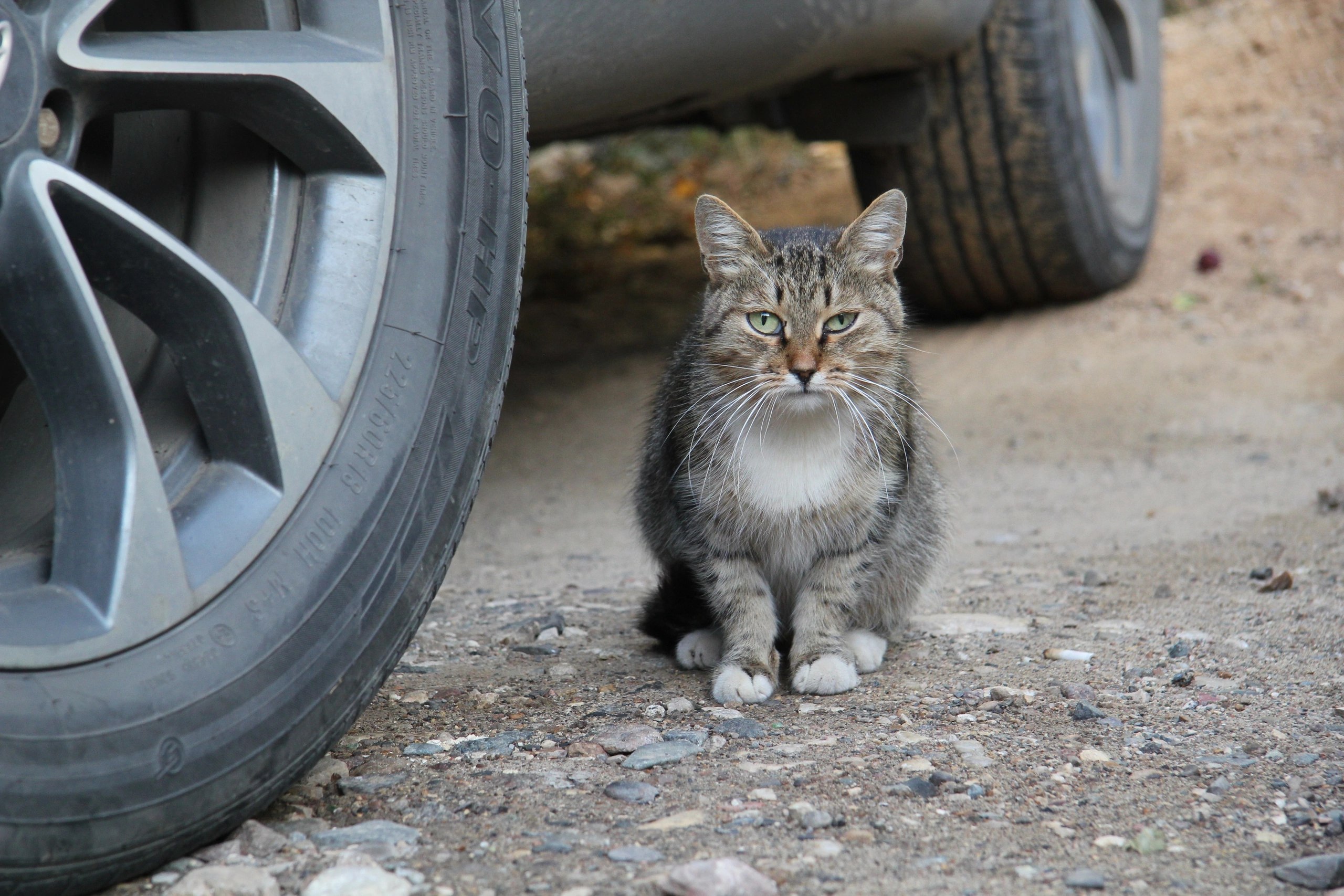Зима начнется в Костроме с середины ноября