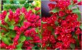 Непревзойденный элегантный кустарник для вашего сада: вейгела All Summer Red