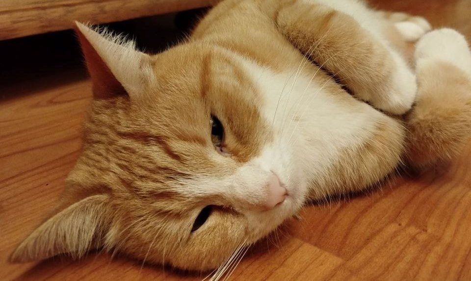 Кострома переживает сезон мокрых атмосферных процедур