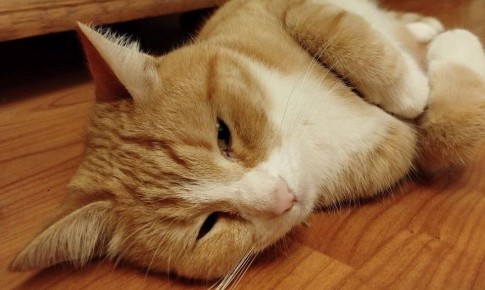 Кострома переживает сезон мокрых атмосферных процедур