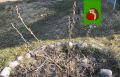 Весенний уход за смородиной: 4 ключевых мероприятия для здорового урожая