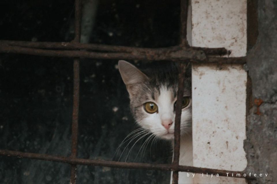Ветра с Гольфстрима не пускают зиму в гости к костромичам