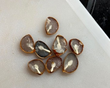 Необычные находки в хурме: мини-ложки и сюрпризы внутри!