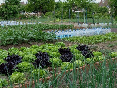 Секреты успешного сада: как выбрать оптимальное удобрение для вашего урожая